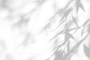 beyaz bir duvarda yaprakları gri gölge