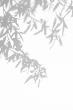 beyaz bir duvarda yaprakları gri gölge