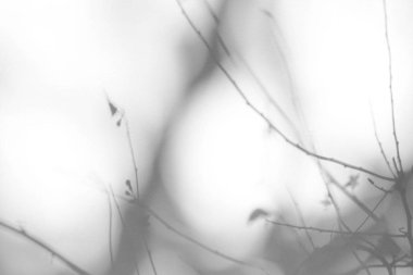 beyaz bir duvarda ağaç brunches gölgesi