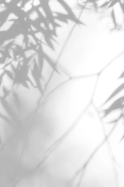 beyaz bir duvarda yaprakları gri gölge