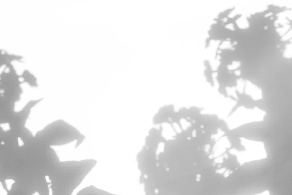 Sombras cinzentas das flores e grama — Fotografia de Stock