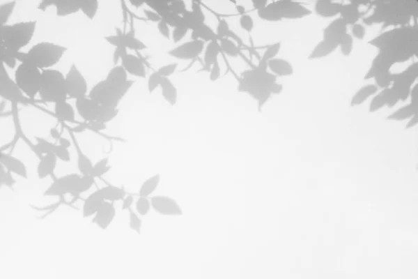Sombra cinza das rosas selvagens folhas e flores em uma parede branca — Fotografia de Stock