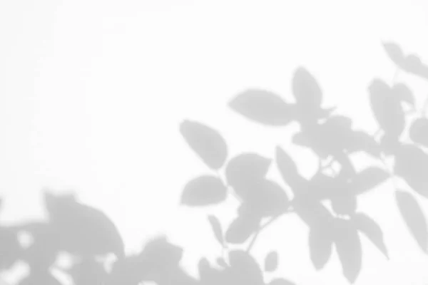 Sombra cinza das folhas de rosas selvagens em uma parede branca — Fotografia de Stock