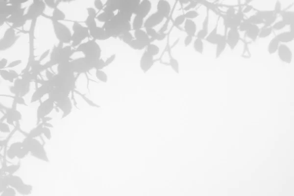 Сіра тінь листя диких троянд на білій стіні — стокове фото