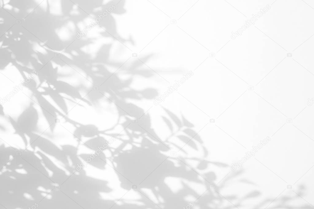 Gray shadow of the wild roses leaves and flowers on a white wall