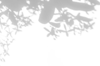 Beyaz bir duvarda narin çiçekler ve yaprakların gri gölgeleri