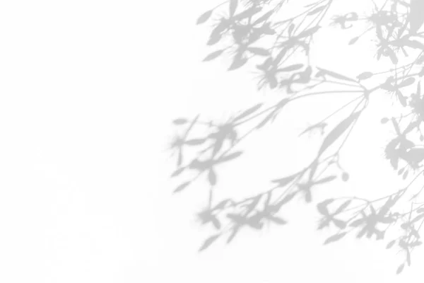 Сірі тіні ніжних квітів на білій стіні — стокове фото