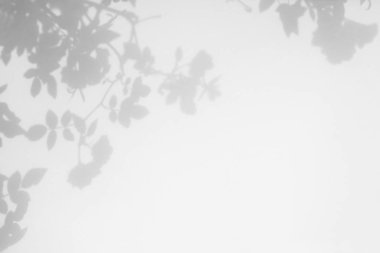 Yabani güllerin gri gölgesi beyaz bir duvarda yapraklar