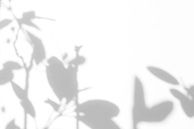 beyaz bir duvarda yaprakları gri gölge