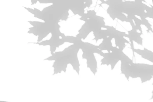 Grå skugga av bladen på en vit vägg — Stockfoto