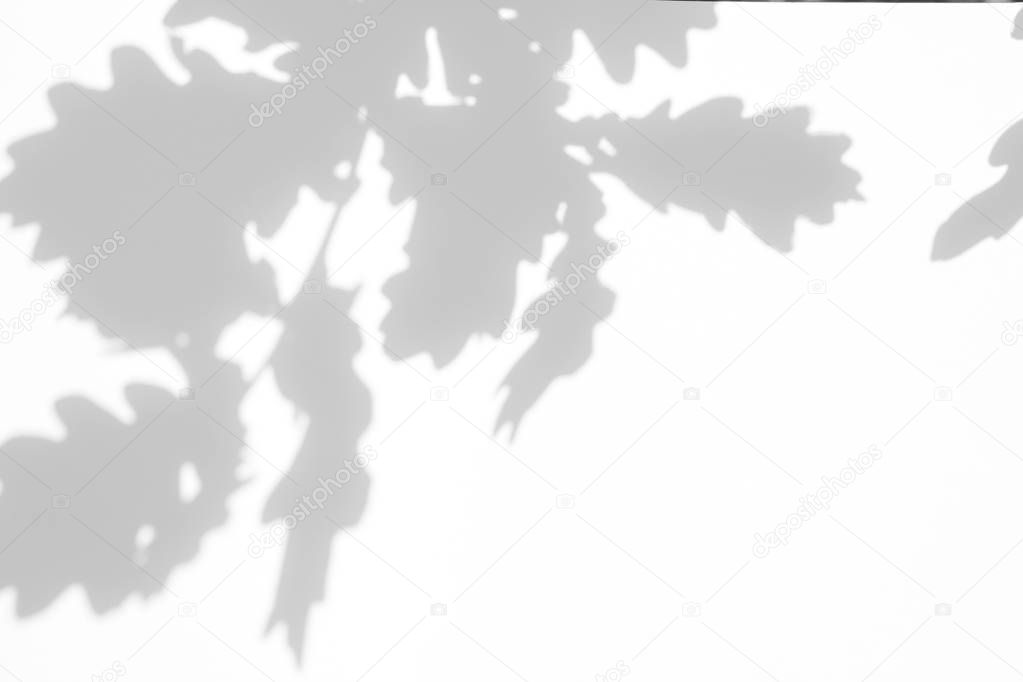 Overlay effect for photo. Gray shadow of the oak tree leaves on a white wall. Abstract neutral nature concept blurred background. Space for text.