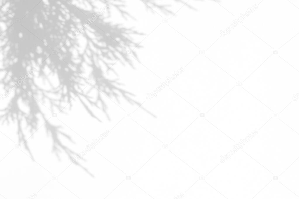 gray shadow of juniper needles on a white wall