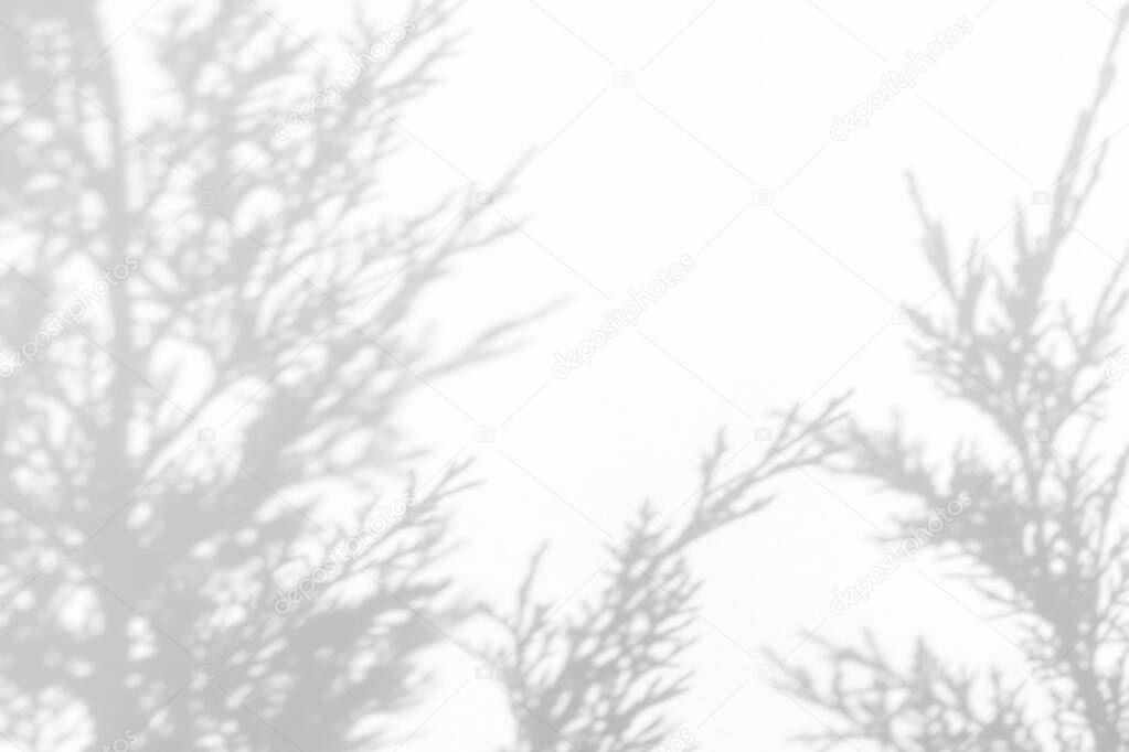 gray shadow of juniper needles on a white wall