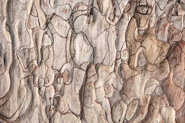 Detailní Záběr Grunge Texturované Staré Borovice Kůry Textury Abstraktní Přírodní — Stock fotografie