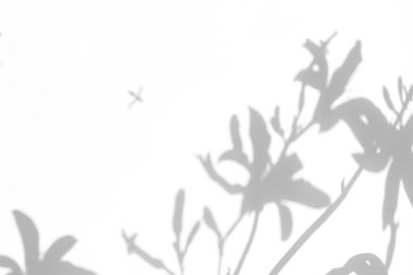 Doğal ışık efektleri için bulanık kaplama efekti. Beyaz bir duvardaki zambak çiçeklerinin gri gölgeleri. Soyut nötr doğa kavramı. Metin için boşluk.