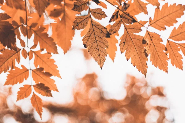 Όμορφη Φθινοπωρινή Σκηνή Πορτοκαλί Φύλλα Και Θολή Καφέ Κλαδιά Εξαιρετικό — Φωτογραφία Αρχείου