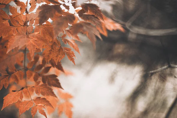 Осенняя Сцена Оранжевыми Листьями Размытыми Коричневыми Ветвями Отличный Дизайн Социальных — стоковое фото