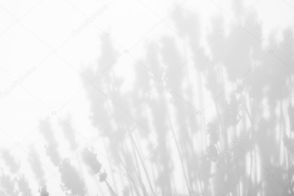 Blurred overlay effect for for natural light photo effects. Gray shadows of lavender flowers on a white wall. Abstract neutral nature concept background. Space for text.