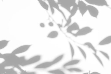 Doğal ışık efektleri için bulanık kaplama efekti. Beyaz bir duvarda kiraz ağaçları olan kiraz ağaçlarının gri gölgeleri. Tasarım sunumu için soyut nötr doğa kavramı. 