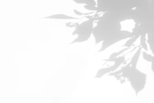 自然な光の写真効果のためのぼやけたオーバーレイ効果 白い壁に菩提樹の枝が咲く灰色の影 デザイン発表のためのニュートラルな自然コンセプトの背景 — ストック写真