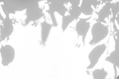 Doğal ışık efektleri için bulanık kaplama efekti. Beyaz bir duvarda açan ıhlamur ağacının gri gölgeleri. Tasarım sunumu için soyut nötr doğa kavramı. 