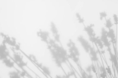 Doğal ışık efektleri için bulanık kaplama efekti. Beyaz bir duvarda lavanta çiçeklerinin gri gölgeleri. Soyut nötr doğa kavramı. Metin için boşluk.