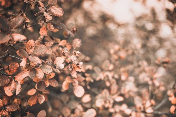 주황 잎 과옅은 갈색 가지가 있는 가을 풍경 — 스톡 사진