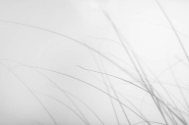 Fotoğraf için üstüste koyma efekti. Beyaz bir duvarda, narin çimlerin bulanık gri gölgeleri. Soyut nötr doğa kavramı. Mesaj için yer var. Doğal ışık efektleri için gölge.