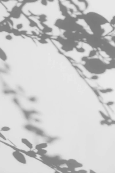 Sombra Cinza Folhas Árvore Ramos Uma Parede Branca Abstrato Conceito — Fotografia de Stock