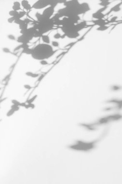 Ağaç yapraklarının gri gölgesi ve beyaz bir duvarda dallar. Soyut nötr doğa kavramı arka planı bulanıklaştırdı. Mesaj için yer var. Doğal ışık efektleri için gölge.