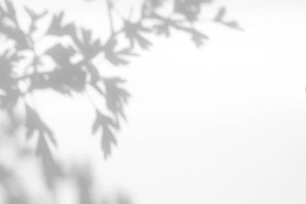 Sombra Cinza Folhas Árvore Espinheiro Uma Parede Branca Abstrato Conceito — Fotografia de Stock
