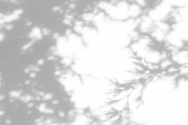 摄影时模糊的覆盖效果 白墙上树枝的灰色阴影 摘要设计演示的中性概念背景 自然光效果的阴影 — 图库照片