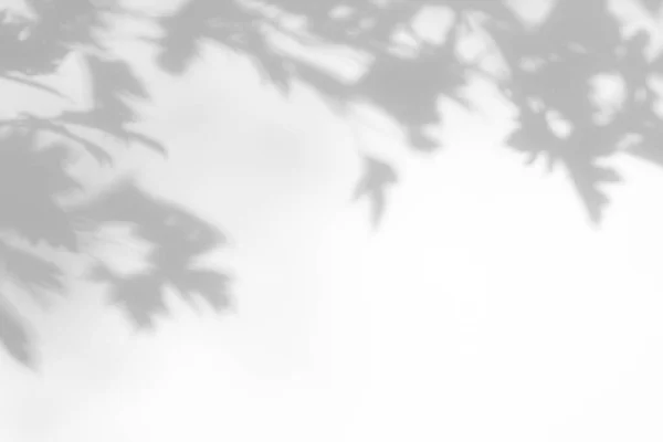 白墙上的山楂树叶模糊的灰色阴影 摘要中性概念背景 文字空间 自然光效应的阴影 — 图库照片