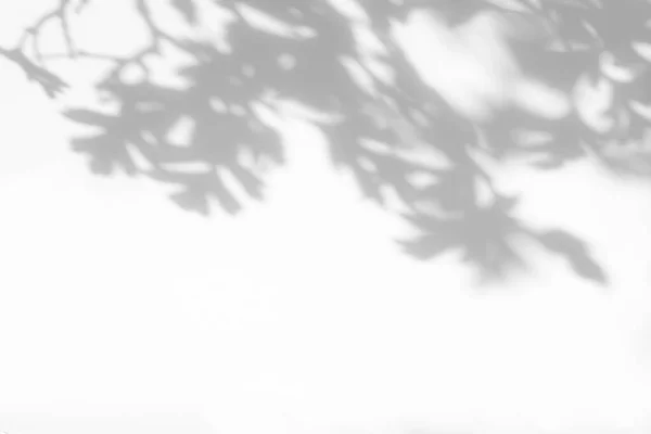 Sombra cinza de folhas de espinheiro em uma parede branca — Fotografia de Stock