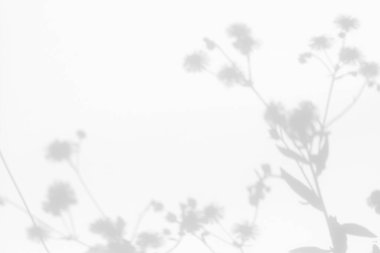 Çiçeklerin gri gölgeleri ve beyaz duvardaki çimenler