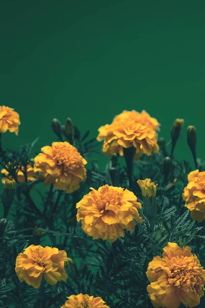 Orangefarbene Ringelblumen auf dunkelgrünem Hintergrund — Stockfoto