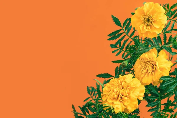 Hermosas Flores Caléndula Naranja Color Pastel Sobre Fondo Naranja Con — Foto de Stock