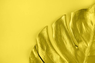 Sarı arka planda altın canavar palmiye yaprağı var. Tropikal lüks, asgari yaz geçmişi. Düz yatıyordu. Uzayı kopyala 2021 renk eğilimi