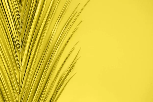 Primer plano de la hoja de palma monstera dorada sobre fondo amarillo — Foto de Stock