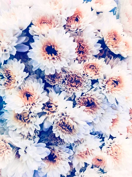 Beautiful Flowers Scene Nature Wallpaper Backgrounds — Stock Photo, Image