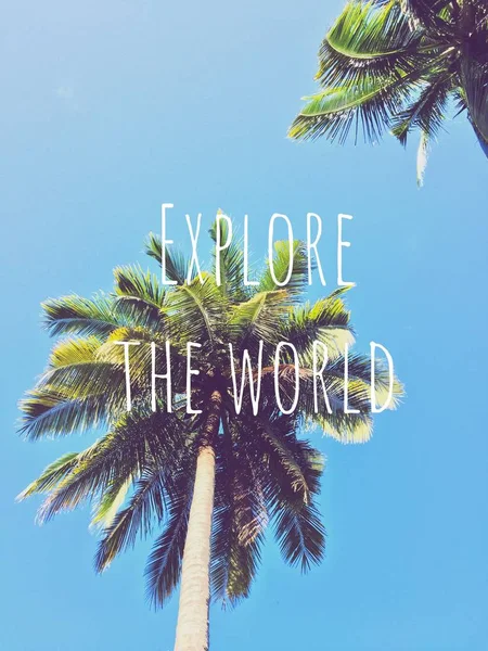 Explore World Beautiful Palm Tree Scene Blue Sky Seascape Backgrounds — Stock Photo, Image