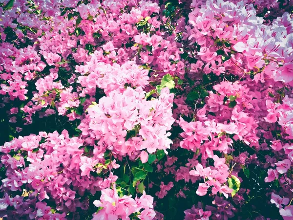 Hermosos Colores Flores Escena Floreciente Naturaleza Fondos — Foto de Stock