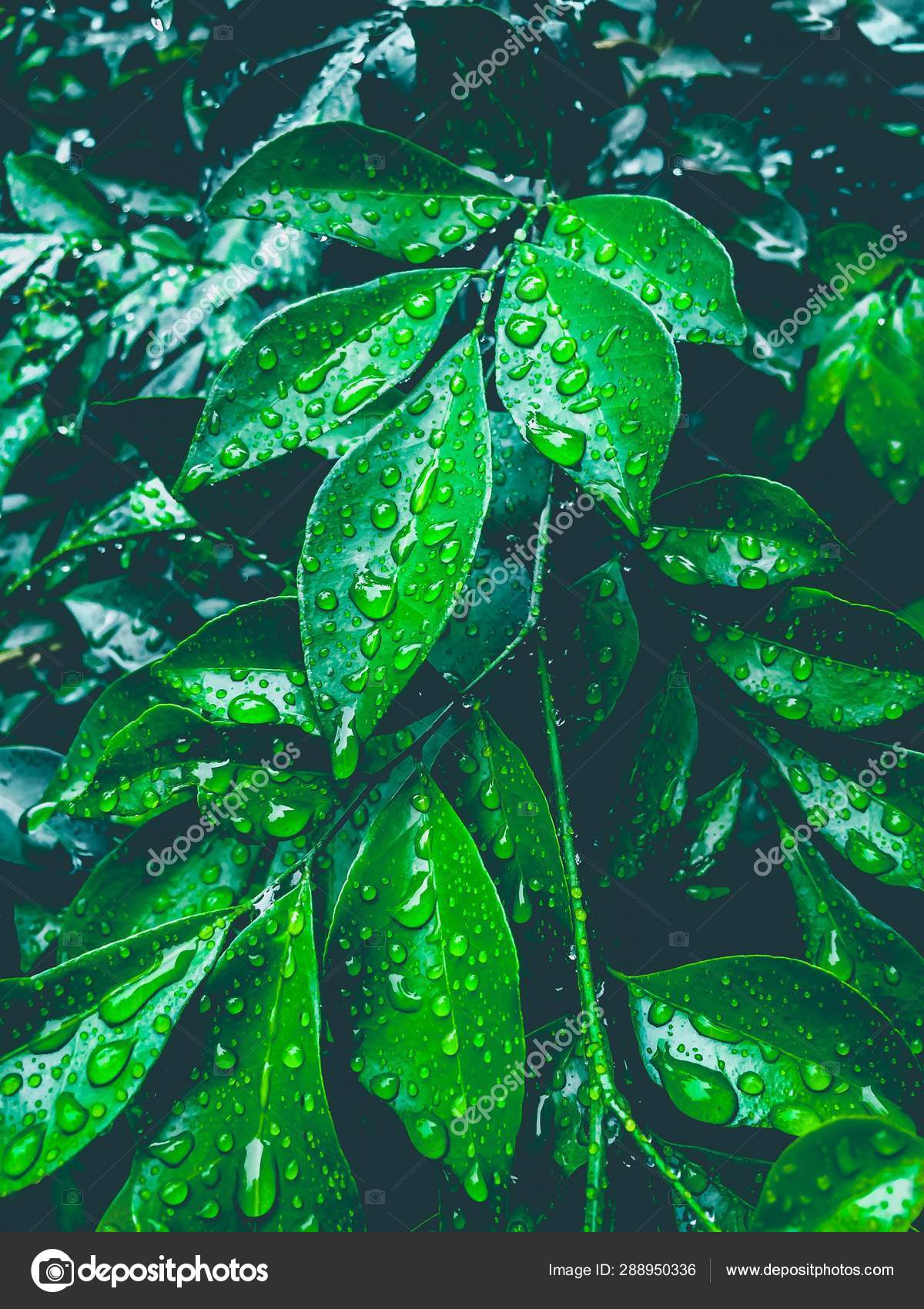 Téléchargement gratuit Images Gouttes Sur Les Feuilles Vertes Fond Papier Peint Nature le plus cool par