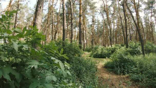 Hermoso Bosque Agujas Amplio Ángulo Visión Con Cielo Nublado Sol — Vídeos de Stock