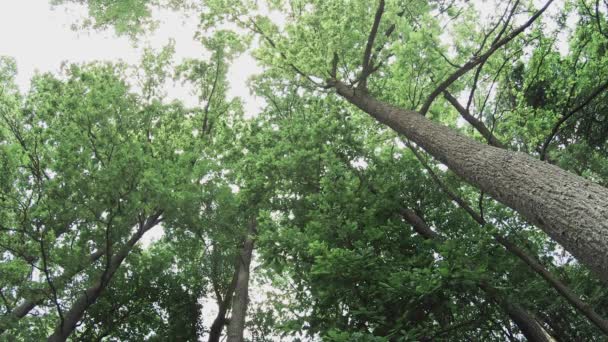 Foresta Verde Con Cielo Bianco Nuvoloso Bush Foglie Erba Ondeggiano — Video Stock