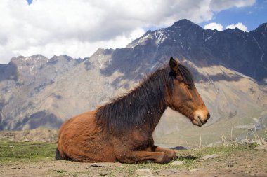 At dağlar başında arka planı yatıyor. Portre. Yatay olarak.