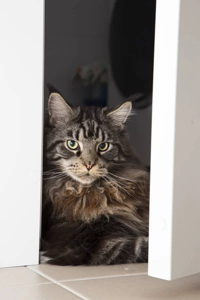 Красивая Молодая Кошка Мэн Кун Лежит Смотрит Двери Горизонтально — стоковое фото