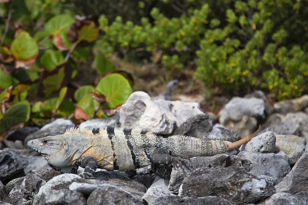 Iguana Perto Senta Banhada Pelo Sol Retrato — Fotografia de Stock