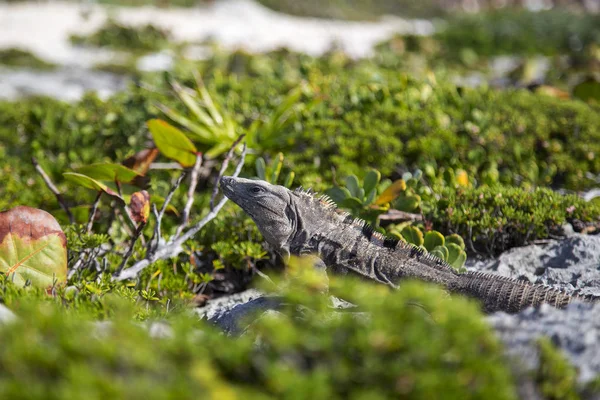 Iguana Cerca Sienta Toma Sol Retrato — Foto de Stock