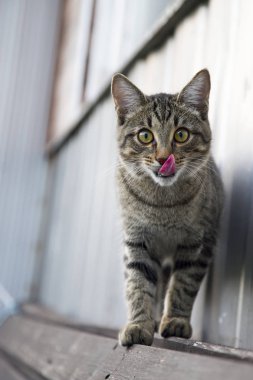 Genç kedi gider ve kendini yalıyor. Ahead.vertically bak.